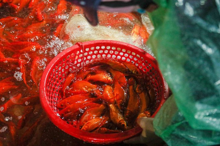 Người mua kỹ lưỡng tuyển chọn những chú cá chép đỏ tuyệt phẩm nhất dù trời rét kèm mưa phùn buốt giá tại Hà Nội - Ảnh: HÀ QUÂN Người mua kỹ lưỡng tuyển chọn những chú cá chép đỏ tuyệt phẩm nhất dù trời rét kèm mưa phùn buốt giá tại Hà Nội - Ảnh: HÀ QUÂN